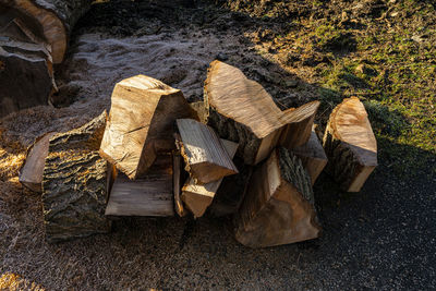 High angle view of logs in forest