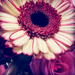 Close-up of pink flower