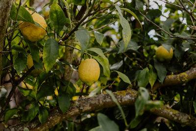 Low angle view of fruits on tree