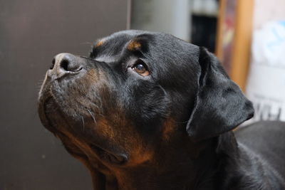 Close-up of dog looking away