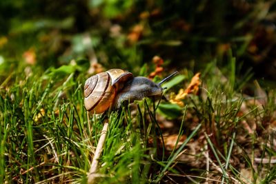 Snail at the course 3