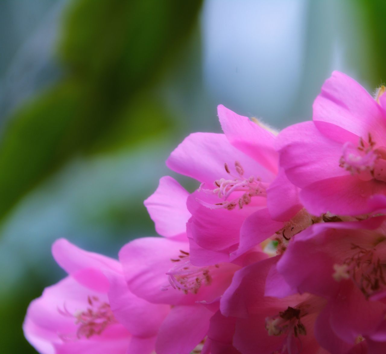 CLOSE-UP OF PINK FLOWERS