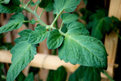 Close-up of fresh green plant