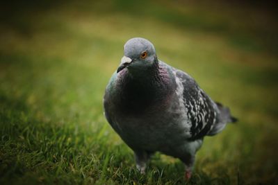 Close-up of pigeon perching on a field