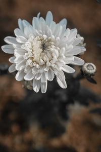 Close-up of white flowering plant