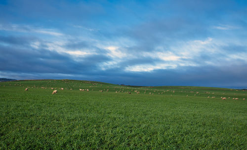 Scenic view of grassy field against sky