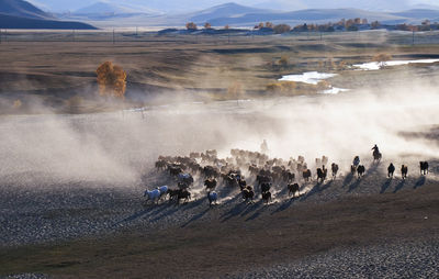 High angle view of horses running on land