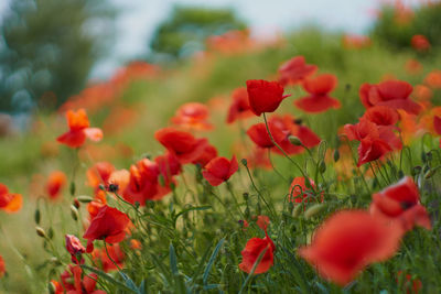 Close-up of red poppy flowers growing on field