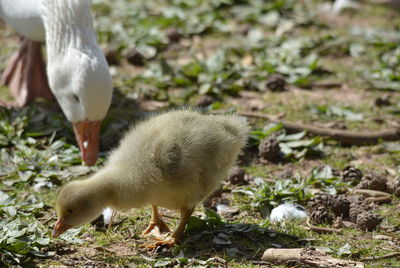 Close-up of a bird on field