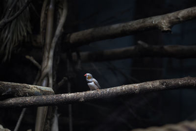 Close-up of bird perching on branch