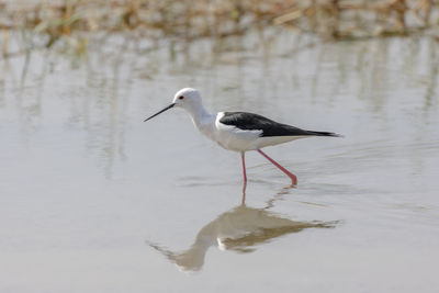 Bird perching on a lake