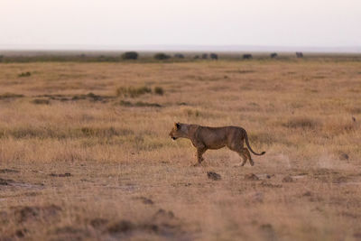 Lioness running on field