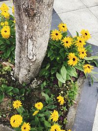 Close-up of yellow flower