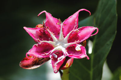 Close-up of pink rose blooming outdoors