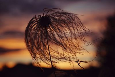 Close-up of plant against sky at sunset