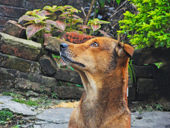 Close-up of a dog looking away