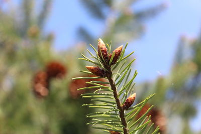 Close-up of fresh green plant against sky