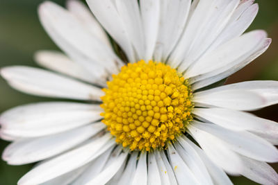 Close-up of white daisy flower