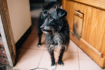 High angle view of dog at home
