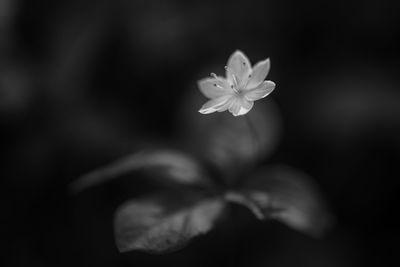 Close-up of flowering plant