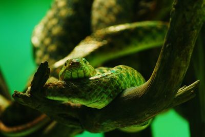 Close-up of lizard on leaf