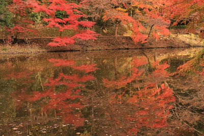 Reflection of trees in lake during autumn