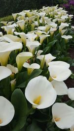 Close-up of white flower