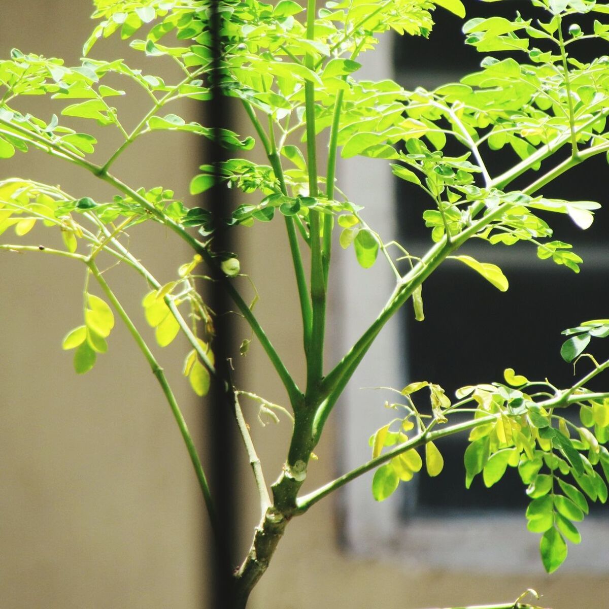 leaf, growth, green color, plant, close-up, branch, nature, focus on foreground, twig, leaves, stem, leaf vein, green, beauty in nature, tree, freshness, day, no people, selective focus, outdoors