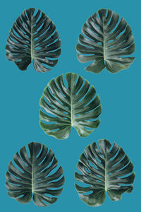 Leaves against blue background