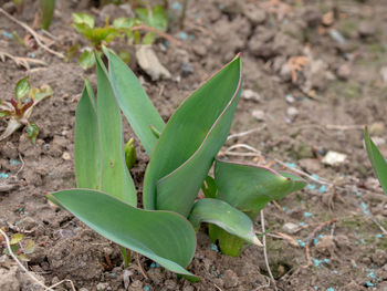 High angle view of succulent plant on field