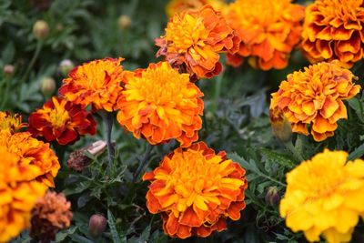 Close-up of orange marigold flowers blooming outdoors
