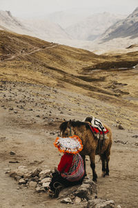 View of a horse on desert