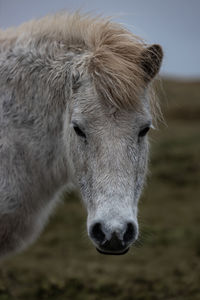 Close-up of a horse