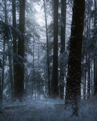 Pine trees in forest during winter