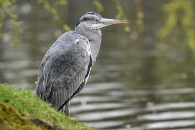 Close-up of gray heron perching on lake