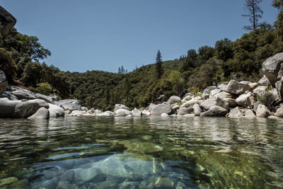 Ducks on rock by trees against clear sky