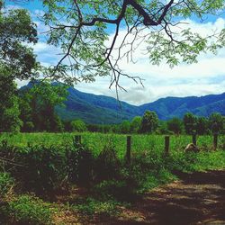 Scenic view of field against sky