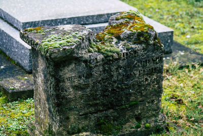 Close-up of moss growing on rock