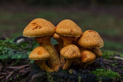 Close-up of mushroom growing on field