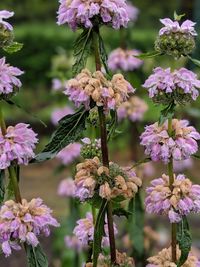 Close-up of pink flowering plant