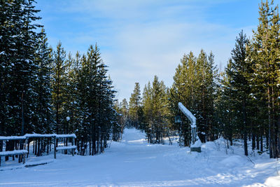 Trees against sky during winter