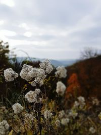 Close-up of fresh green landscape against sky