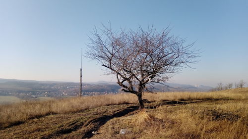 Bare tree on field against sky