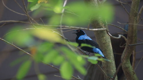 Bird perching on a branch