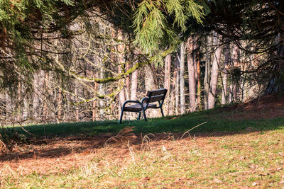 Empty bench on field by trees in forest