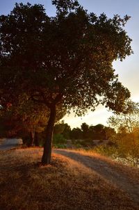 Dirt road passing through forest