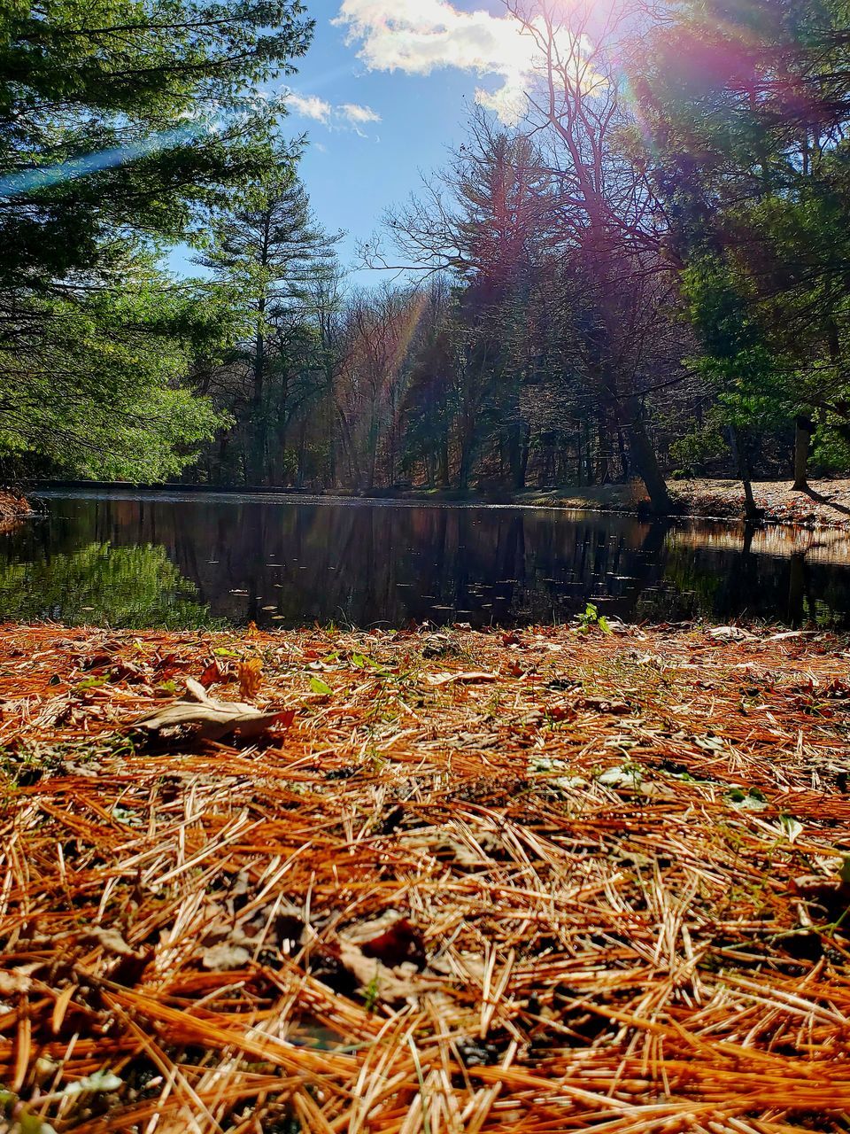 tree, plant, nature, no people, water, forest, autumn, day, beauty in nature, land, tranquility, scenics - nature, change, growth, non-urban scene, tranquil scene, reflection, outdoors, sky, leaves, fall