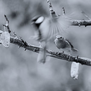 Close-up of birds on branch