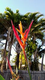 Close-up of palm tree against sky