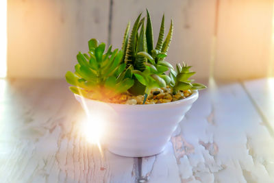 Close-up of succulent plant on table at home